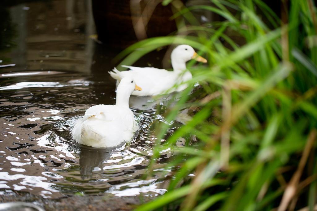 Hotel Old Swan Witney Esterno foto